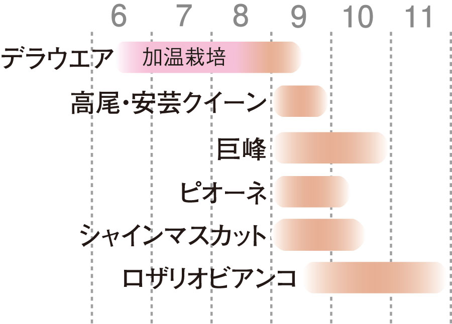 主な品種と収穫時期