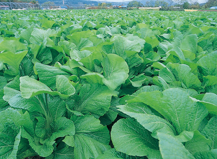 山形青菜（せいさい）