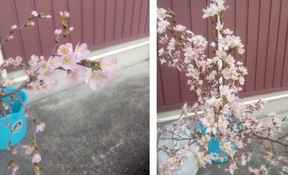 12���̃v���[���g