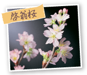 啓翁桜