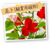 花き(観賞用植物)