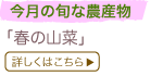 ̏{Ȕ_Y
