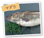 マダラ