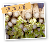 促成山菜