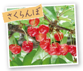 さくらんぼ