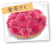 食用ぎく