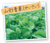 山形青菜(せいさい)