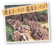 原木まいたけ・菌床まいたけ