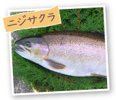 ニジサクラ