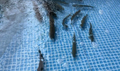 開発の経緯