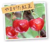 やまがた紅王