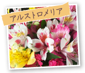 アルストロメリア