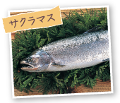 サクラマス