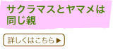 TN}Xƃ}͓e