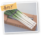 長ねぎ
