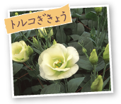 トルコぎきょう