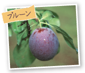 プルーン