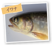 イワナ