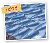 トビウオ