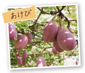 あけび