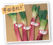 平田赤ねぎ