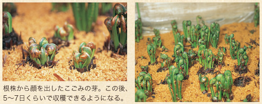 青こごみ