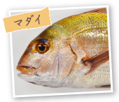 マダイ