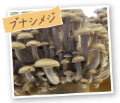 ブナシメジ