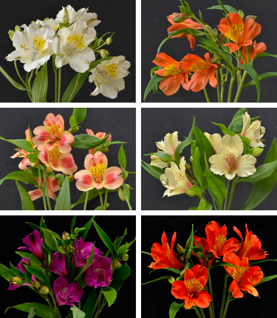 ペロリンの山形旬情報 アルストロメリア おいしい山形ホームページ