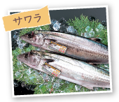 サワラ