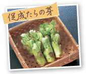 促成たらの芽