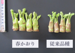 春かおり