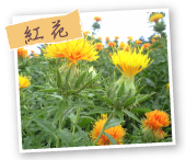 紅花