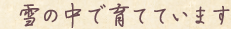 雪の中で育てています
